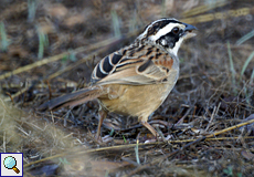 Rostschwanzammer (Stripe-headed Sparrow, Peucaea ruficauda)