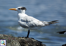Königsseeschwalbe (Royal Tern, Thalasseus maxima)