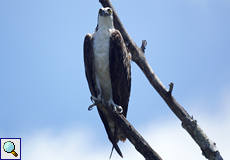 Fischadler (Osprey, Pandion haliaetus)