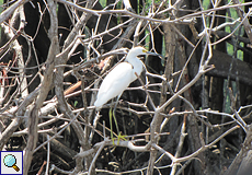 Schmuckreiher (Snowy Egret, Egretta thula), jugendlicher Vogel