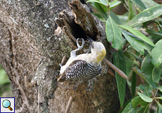 Weiblicher Hoffmann-Specht (Hoffmann's Woodpecker, Melanerpes hoffmannii)