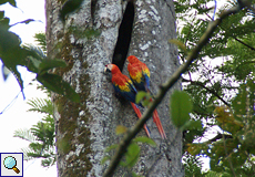 Arakanga oder Hellroter Ara (Scarlet Macaw, Ara macao)