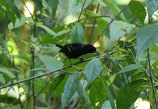 Mohrenwollrücken (Black Antshrike, Thamnophilus nigriceps)