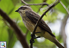 Kurzschnabel-Maskentyrann (Piratic Flycatcher, Legatus leucophaius)