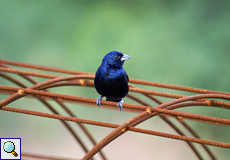 Männliche Jacarinitangare (Blue-black Grassquit, Volatinia jacarina)