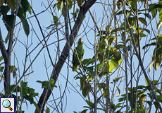 Gelbwangenamazone (Red-lored Parrot, Amazona autumnalis)