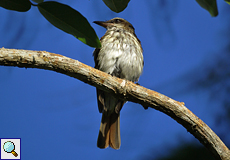 Süd-Fleckenmaskentyrann (Streaked Flycatcher, Myiodynastes maculatus)