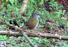Dickichtammer (Black-striped Sparrow, Arremonops conirostris), Altvogel