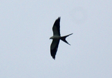 Schwalbenweih (American Swallow-tailed Kite, Elanoides forficatus)