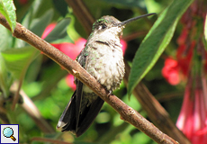 Weiblicher Violettkron-Brillantkolibri (Magnificent Hummingbird, Eugenes fulgens)