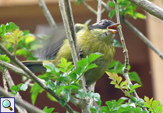 Junge Weißbrauen-Grüntangare (Sooty-capped Bush-Tanager, Chlorospingus pileatus)