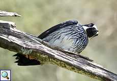 Eichelspecht (Acorn Woodpecker, Melanerpes formicivorus)