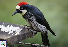 Männlicher Eichelspecht (Acorn Woodpecker, Melanerpes formicivorus)