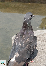 Stadttaube (Pigeon, Columba livia f. domestica)