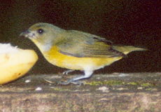 Weiblicher Schwalbenorganist (Yellow-throated Euphonia, Euphonia hirundinacea)