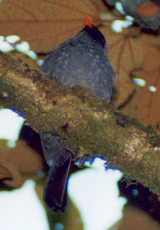 Maskenklarino (Black-faced Solitaire, Myadestes melanops)