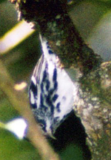 Männlicher Kletterwaldsänger (Black-and-White Warbler, Mniotilta varia) 