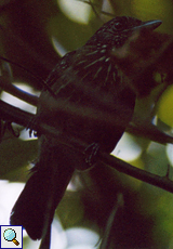 Weiblicher Kapuzenameisenwürger (Black-hooded Antshrike, Thamnophilus bridgesi)