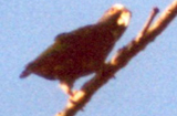 Glatzenkopfpapagei (White-crowned Parrot, Pionus senilis)