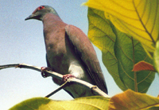 Rotrückentaube (Rufous Pigeon, Patagioenas cayennensis)