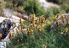 Gelber Affodill (Yellow Asphodel, Asphodeline lutea)