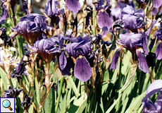 Schwertlilie (Iris sp.)