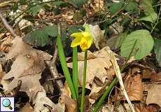 Gelbe Narzisse (Narcissus pseudonarcissus) im Aaper Wald