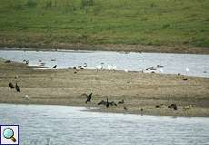 Wasservögel an der Flutmulde im Naturschutzgebiet Bislicher Insel