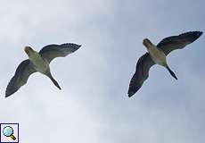 Graugänse (Anser anser) im Flug im Naturschutzgebiet Bislicher Insel