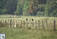 Saatkrähen (Corvus frugilegus) im Naturschutzgebiet Bislicher Insel