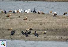 Wasservogelgemeinschaft an der Flutmulde im Naturschutzgebiet Bislicher Insel
