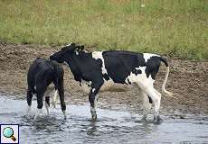 Kühe an der Flutmulde im Naturschutzgebiet Bislicher Insel
