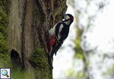 Männlicher Buntspecht (Great Spotted Woodpecker, Dendrocopos major)