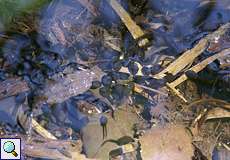 Kaulquappen des Grasfroschs (Rana temporaria) in einem Tümpel im NSG Dernkamp