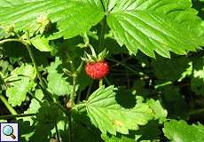Wald-Erdbeere (Fragaria vesca) im NSG Dernkamp