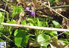 Wohlriechendes Veilchen (Viola odorata) im NSG Dernkamp