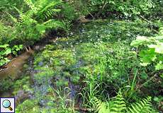 Kanal mit Europäischer Wasserfeder (Hottonia palustris) im Eller Forst