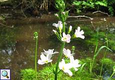 Blüte der Europäischen Wasserfeder (Hottonia palustris) im Eller Forst