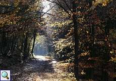 Herbstwald im Elmpter Schwalmbruch