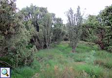 Wacholder (Juniperus communis) in der Heidelandschaft im Elmpter Schwalmbruch