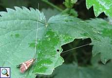 Männlicher Degeers Langfühler (Longhorn Moth, Nemophora degeerella)