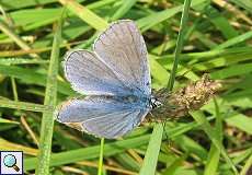 Männlicher Hauhechel-Bläuling (Common Blue, Polyommatus icarus)