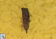 Weibliche Hummelnestmotte (Bee Moth, Aphomia sociella)