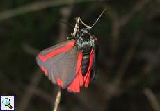 Jakobskrautbär (Cinnabar Moth, Tyria jacobaeae)
