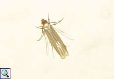 Kleidermotte (Common Clothes Moth, Tineola bisselliella)