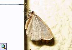 Männlicher Kleiner Frostspanner (Winter Moth, Operophtera brumata)