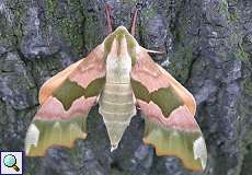 Weiblicher Lindenschwärmer (Lime Hawk-moth, Mimas tiliae)