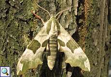 Männlicher Lindenschwärmer (Lime Hawk-moth, Mimas tiliae)