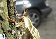 Männlicher Lindenschwärmer (Lime Hawk-moth, Mimas tiliae)