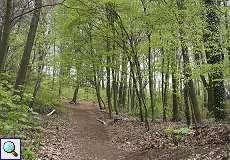 Frühlingsgrün im Grafenberger Wald